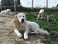 mastino abruzzese